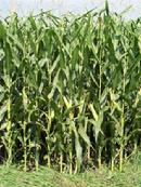 Growing Hope corn growing project